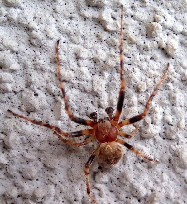 Maschio di Larinioides sp. - Villorba (TV)